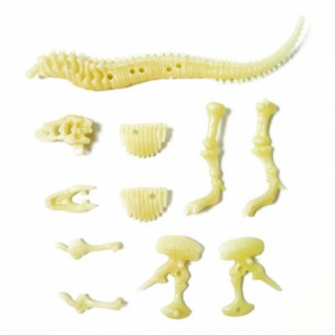 Εικόνα 3 για 4M Toys - Δεινόσαυροι - Ηφαίστεια :: ΦΩΣΦΟΡΟΥΧΟΣ ΣΚΕΛΕΤΟΣ ΤΥΡΑΝΝΟΣΑΥΡΟΣ